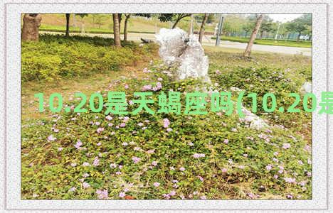 10.20是天蝎座吗(10.20是天蝎座吗)