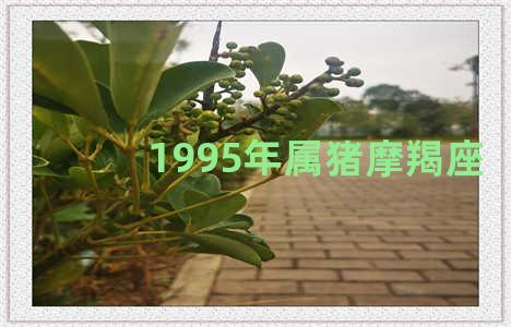 1995年属猪摩羯座