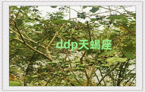 ddp天蝎座