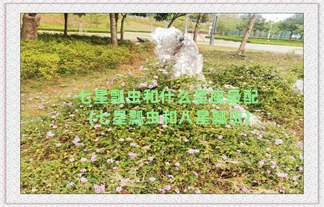 七星瓢虫和什么星座最配(七星瓢虫和八星瓢虫)