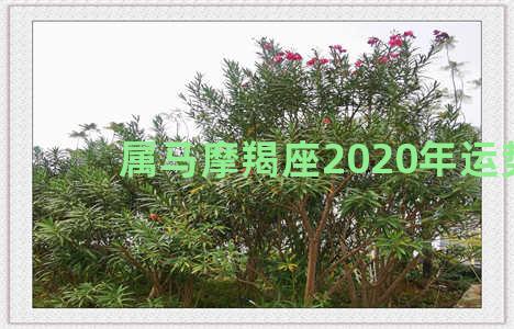 属马摩羯座2020年运势